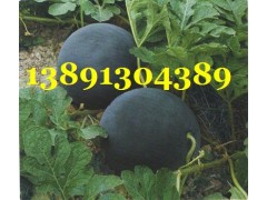 陜西大棚黑無(wú)籽西瓜基地/大棚黑無(wú)籽西瓜產(chǎn)地批發(fā)大量上市