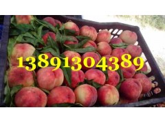 陜西早熟毛桃基地鄭二毛桃產(chǎn)地620毛桃價(jià)格突圍毛桃大量上市