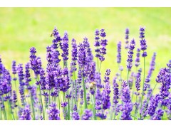 香水香精 洗滌香精 水性 油性花香香精 果香香精 薰衣草香精