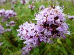 洗衣液香精 洗潔精香精 水溶性香精 水性香精 水質香精 水溶